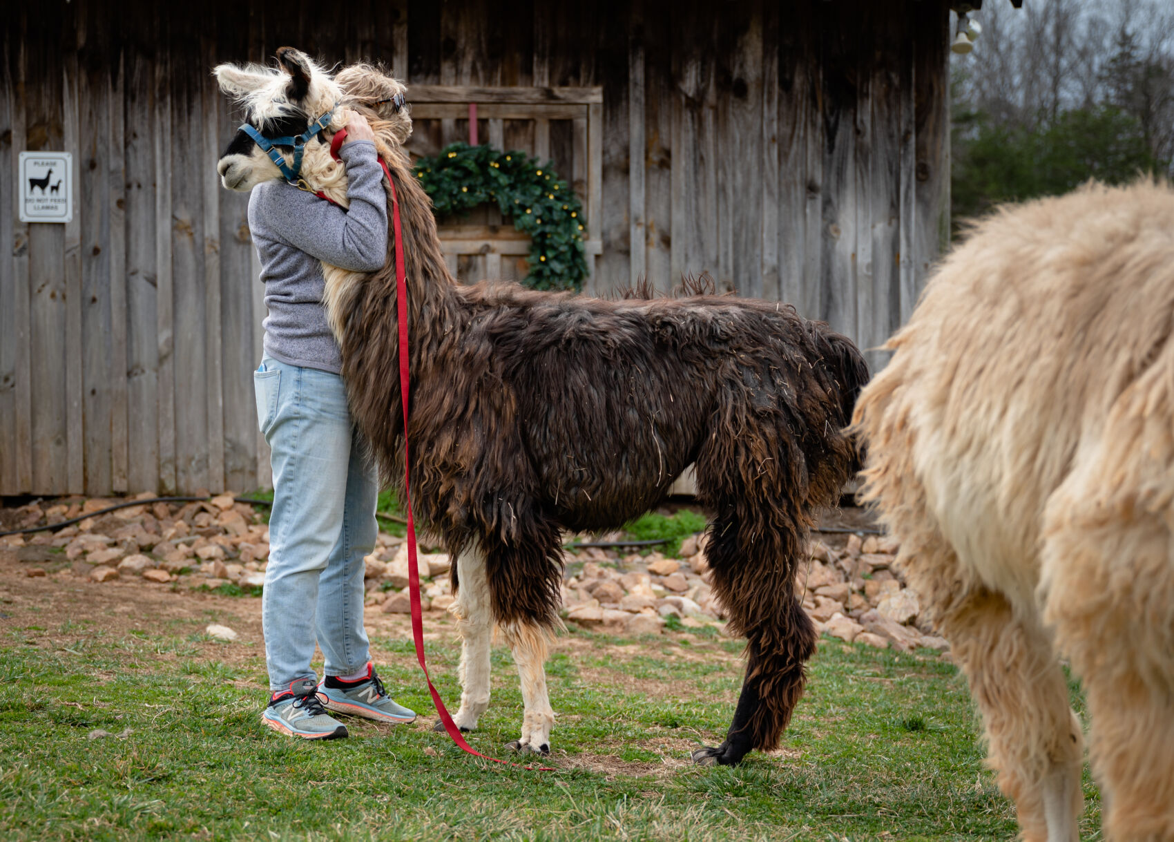 Divine Llama Vineyards